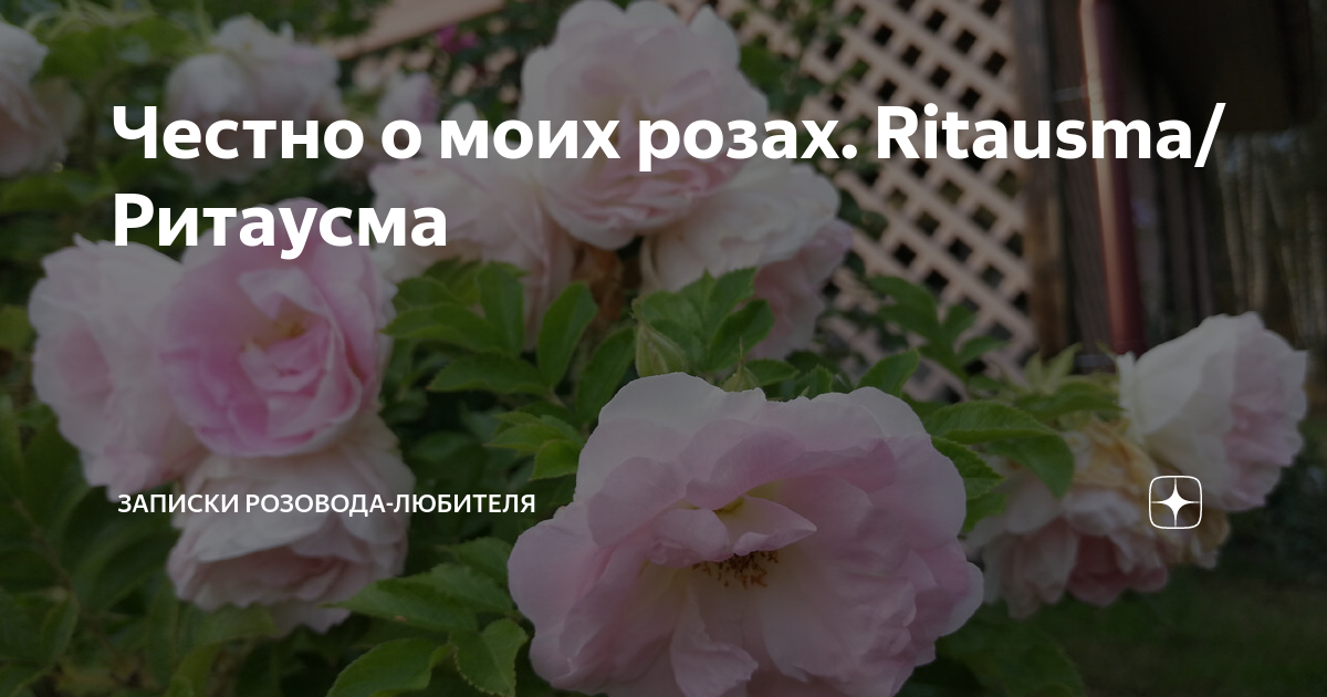 Честно о моих розах. Ritausma/Ритаусма | Записки розовода-любителя | Дзен