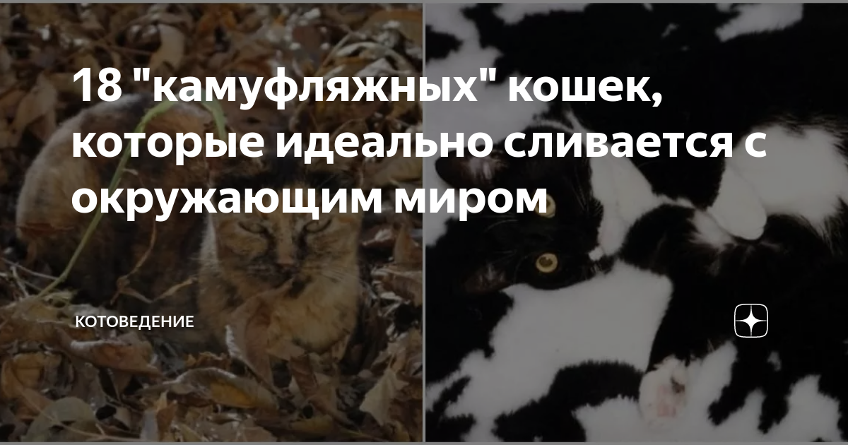 18 "камуфляжных" кошек, которые идеально сливается с окружающим миром ...
