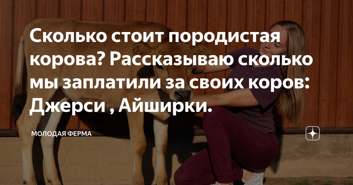 Сколько стоит породистая корова? Рассказываю сколько мы заплатили за ...