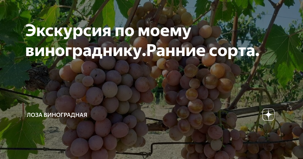 Экскурсия по моему винограднику.Ранние сорта. | Лоза виноградная | Дзен
