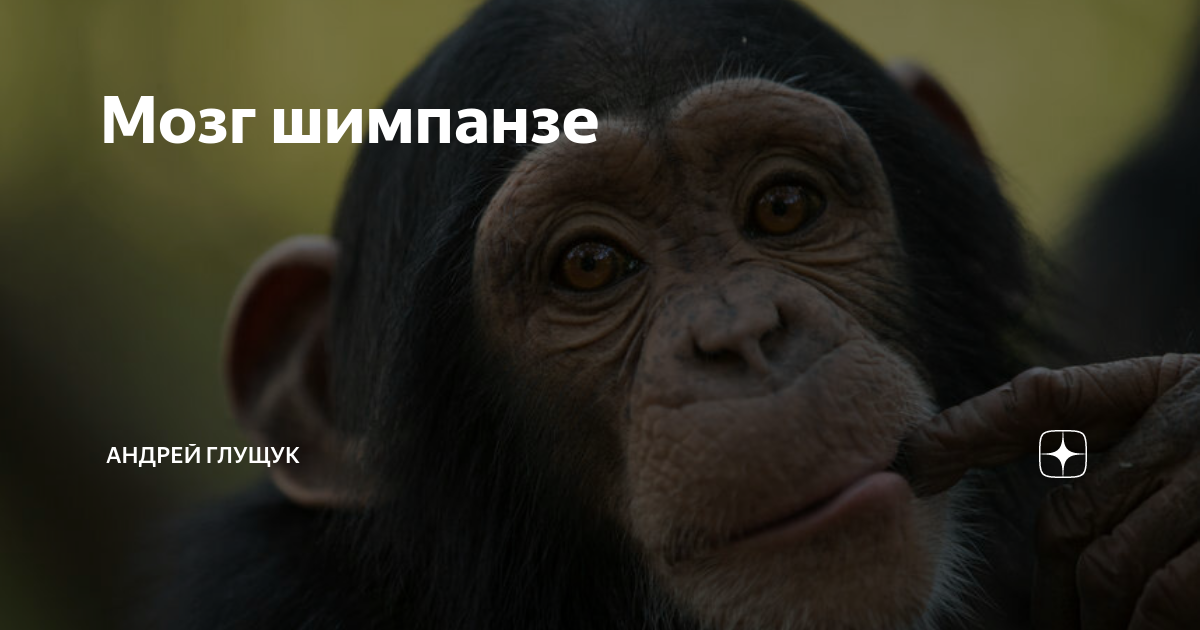 Мозг шимпанзе | Андрей Глущук | Дзен