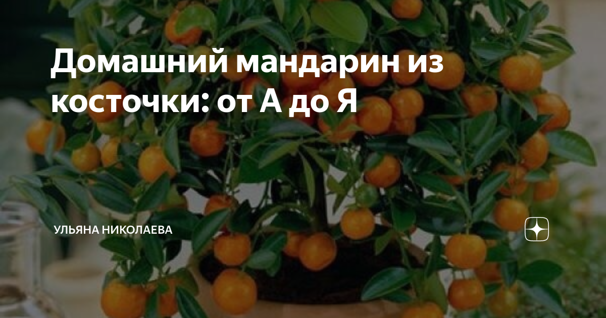 Домашний мандарин из косточки: от А до Я