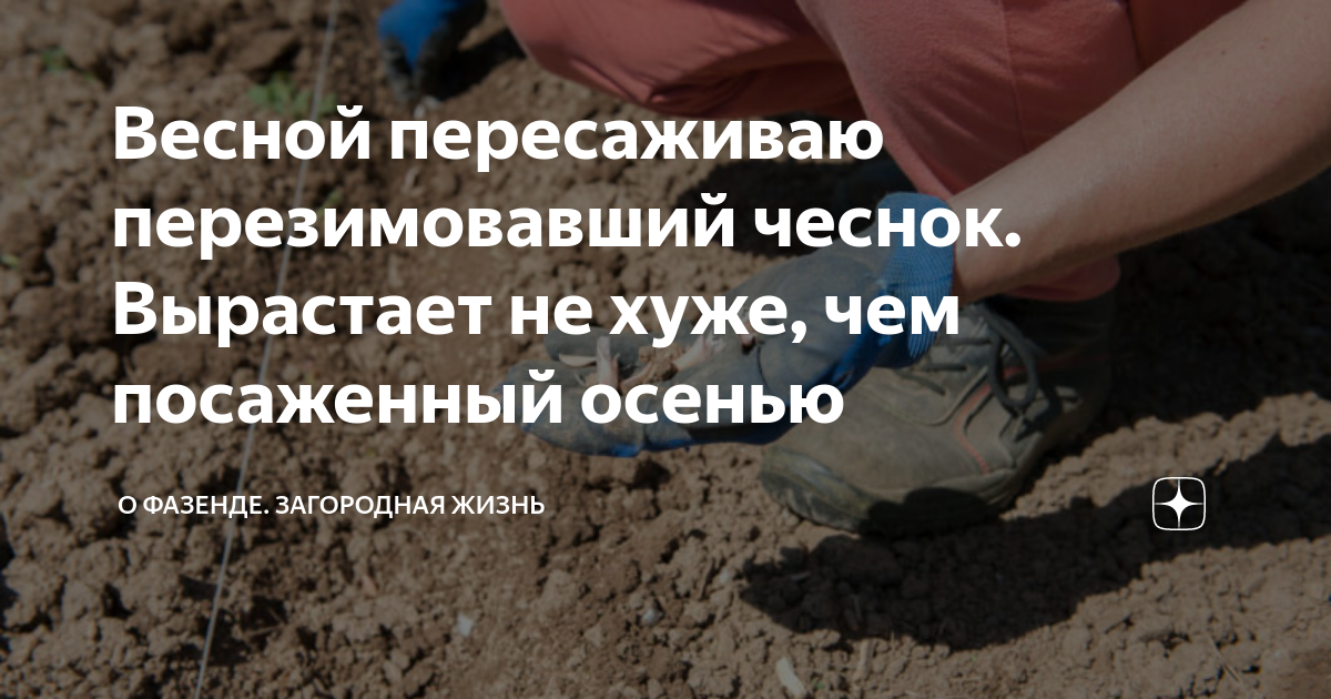 Весной пересаживаю перезимовавший чеснок. Вырастает не хуже, чем ...