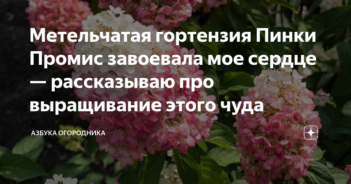 Описание гортензии Пинки Промис