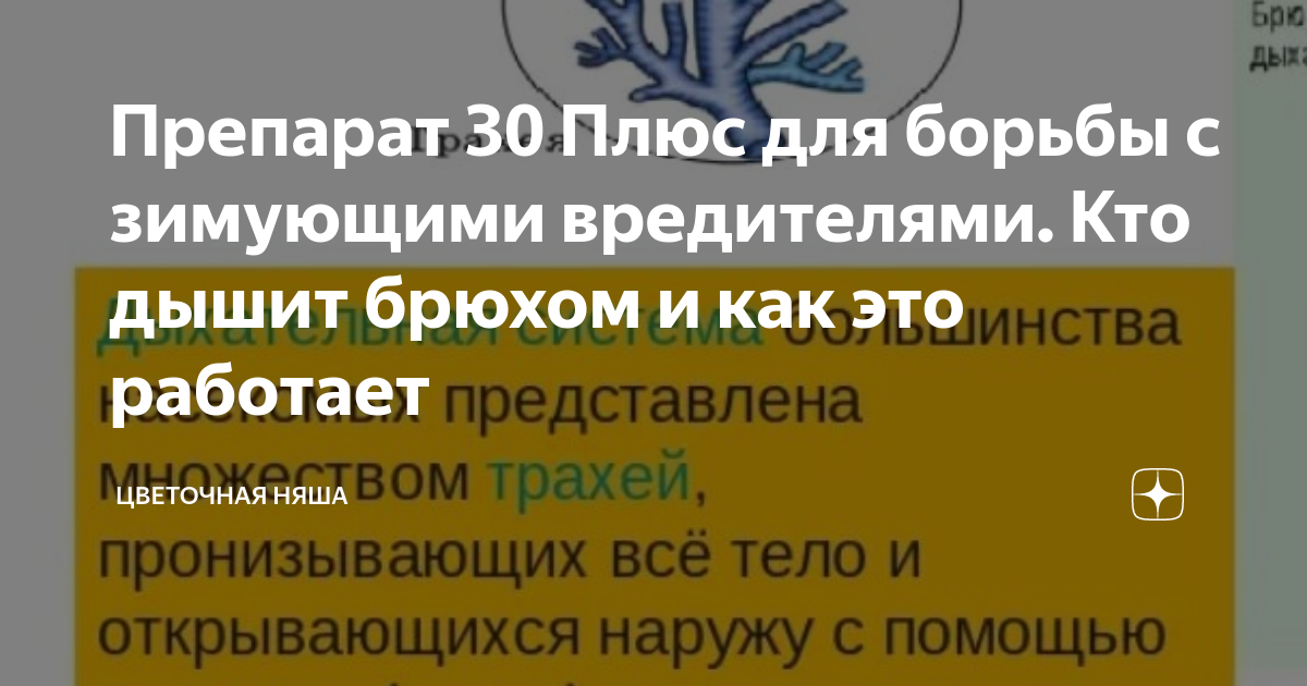 Препарат 30 Плюс для борьбы с зимующими вредителями. Кто дышит брюхом и ...