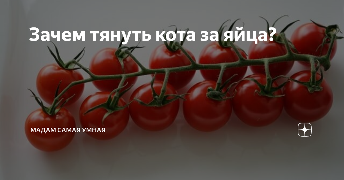 Зачем тянуть кота за яйца? | Мадам Самая Умная | Дзен
