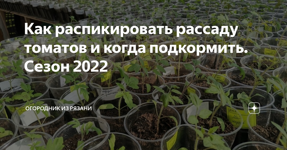 Пикирование томатов в апреле по лунному календарю. Пикирование рассады стаканчики. Распикировать помидоры в марте. Рассада помидор заставка. Помидоры на рассаду в 2022.