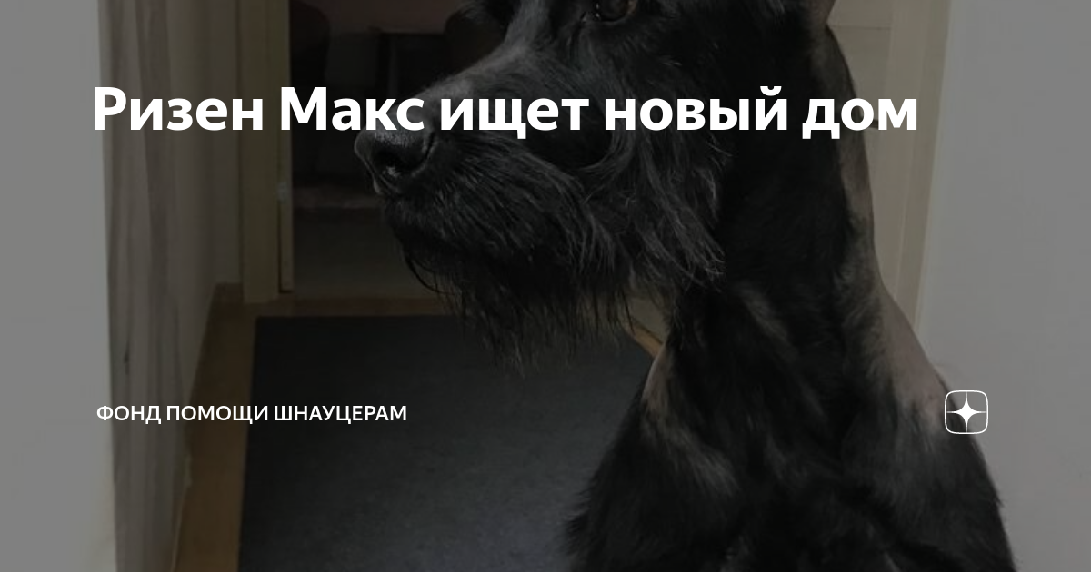 Ризен Макс ищет новый дом | Фонд помощи шнауцерам | Дзен
