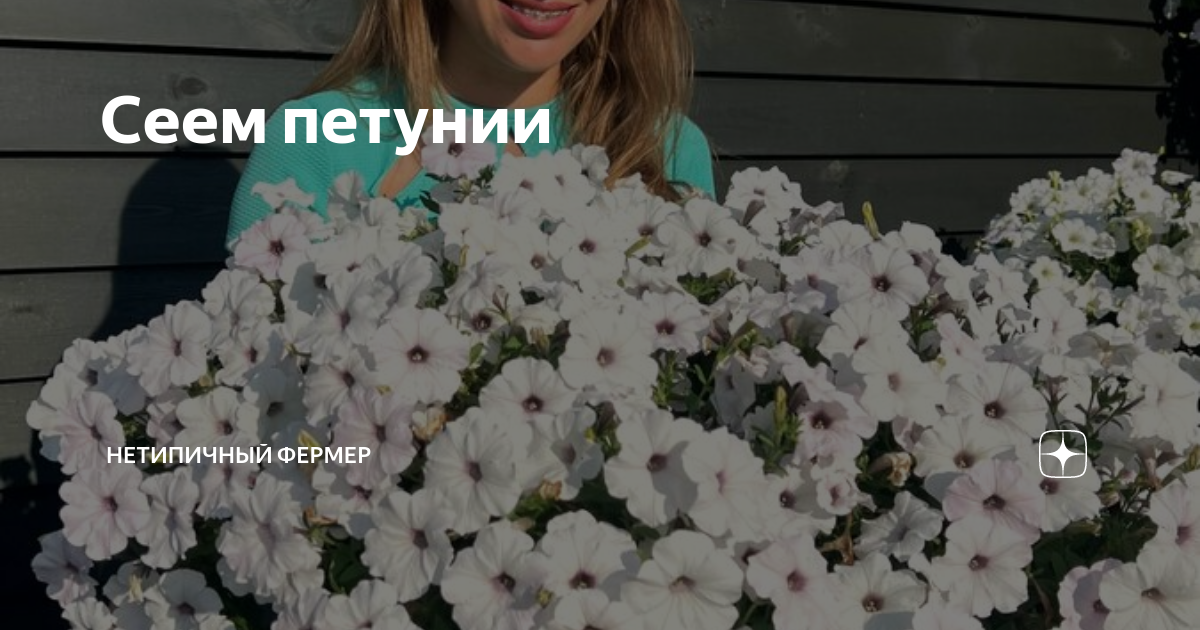 Сеем петунии | Нетипичный фермер | Дзен