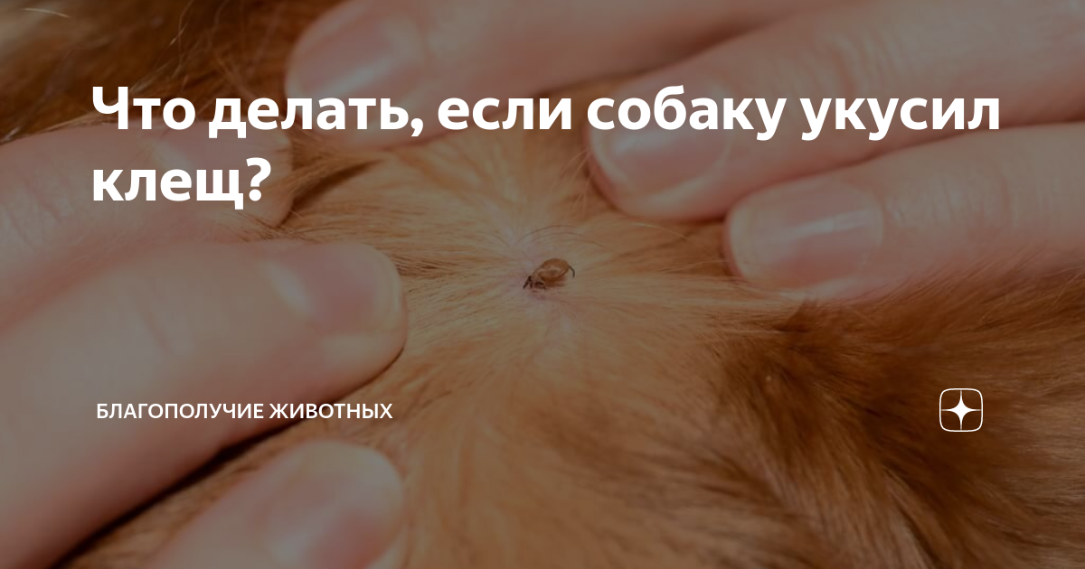 Что делать, если собаку укусил клещ? | Благополучие Животных | Дзен