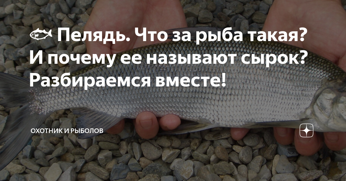 Почему рыбу пелядь назвали сырком. Рыба сырок пелядь. Пелядь хк. Пелядь сырок. Пелядь.