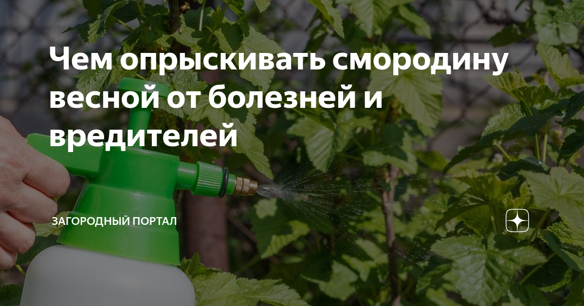 Можно опрыскивать смородину медным купоросом весной. Чёрная смородина Весеннее опрыскивание. Защита хвойных от вредителей и болезней. Препарат для смородины от вредителей и болезней. Веник для опрыскивания растений.