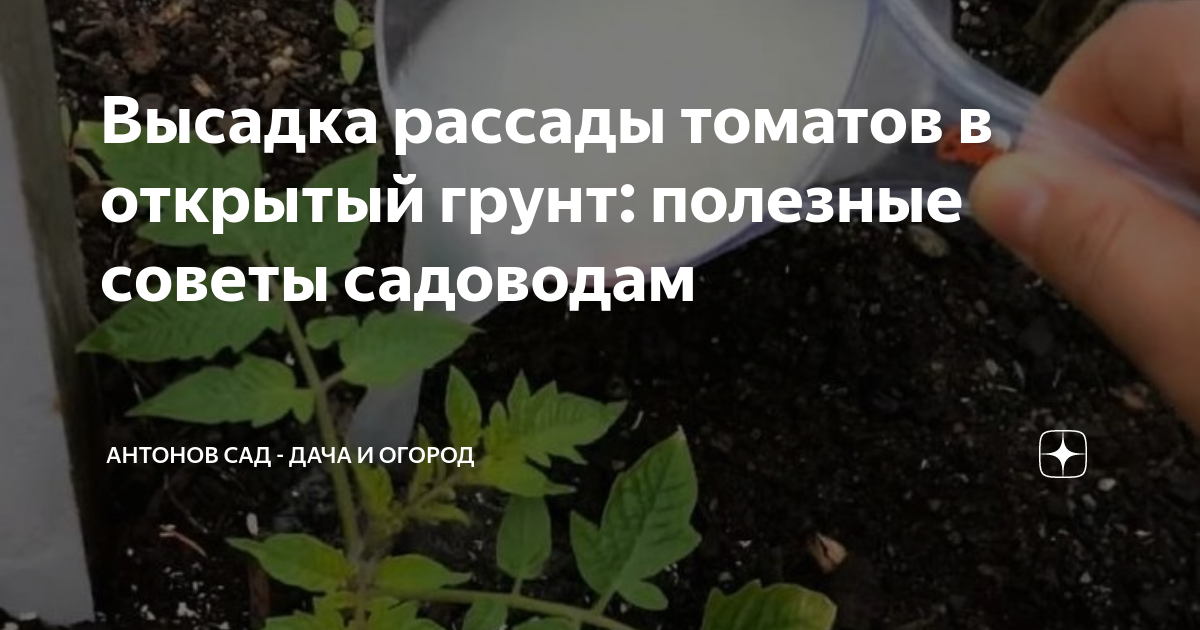 Высадка рассады томатов в открытый грунт: полезные советы садоводам ...