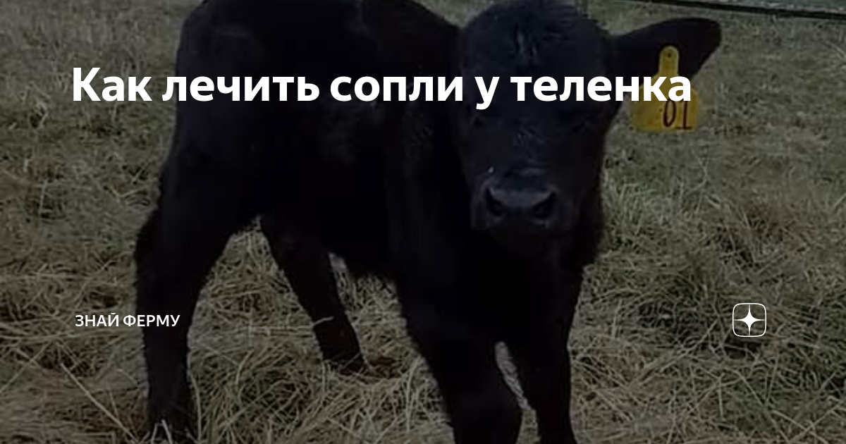 Бронхопневмония телят