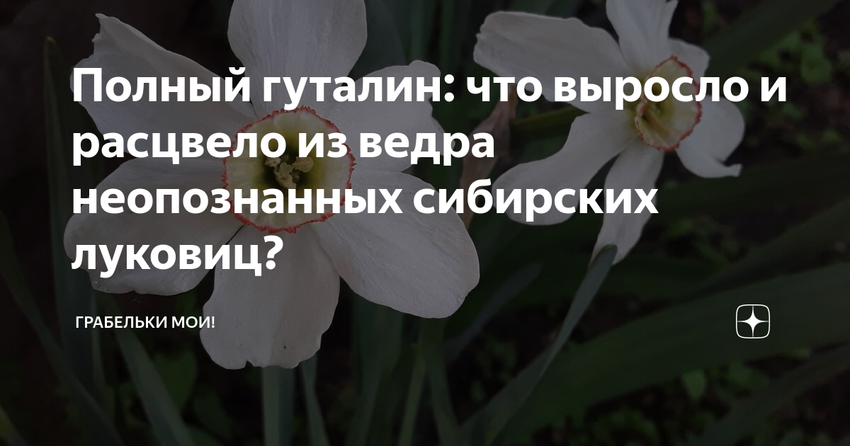 Полный гуталин: что выросло и расцвело из ведра неопознанных сибирских ...