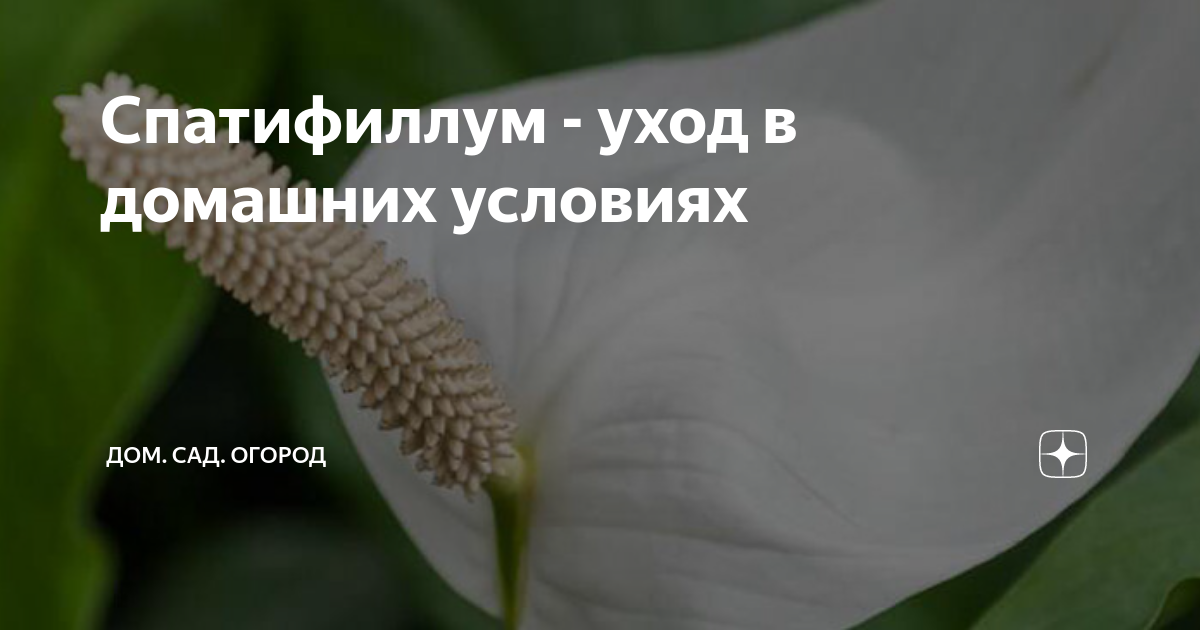 Как ухаживать за спатифиллумом в домашних условиях: посадка, пересадка, полив, удобрение