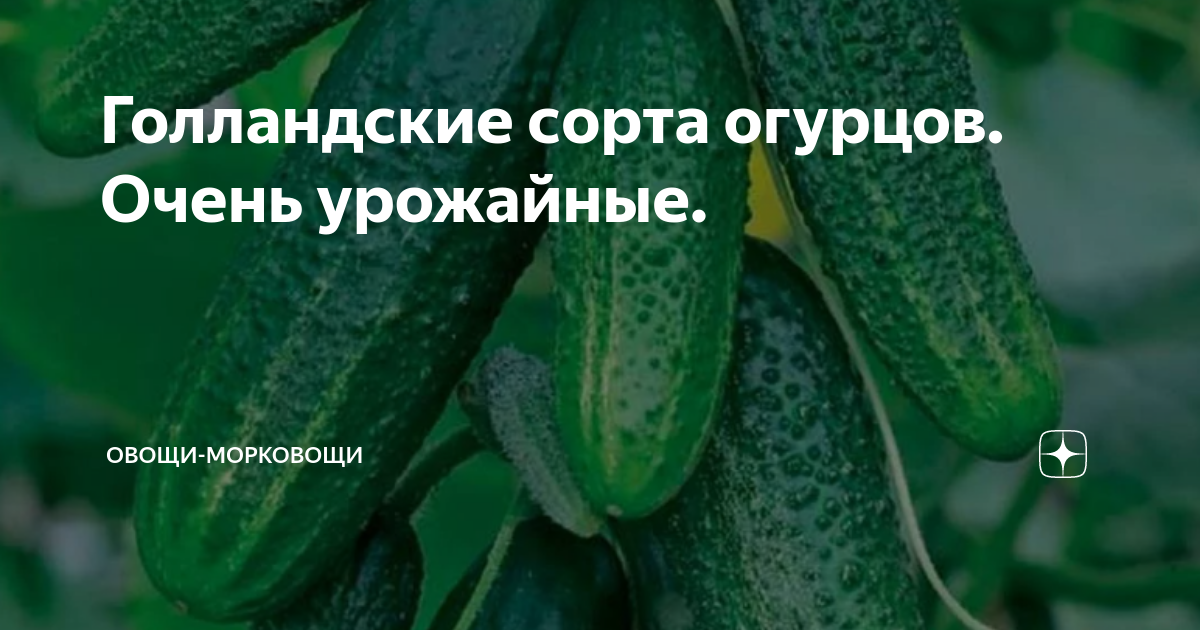Голландские сорта огурцов. Очень урожайные.