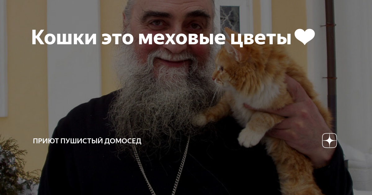 Пушистый домосед елец. Пушистый домосед елец. Приют для животных в ельце. Домосед для кошек. Корм пушистый домосед.