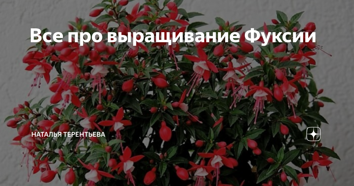 Цветы фуксия: описание, особенности растения, посадка и уход в домашних условиях