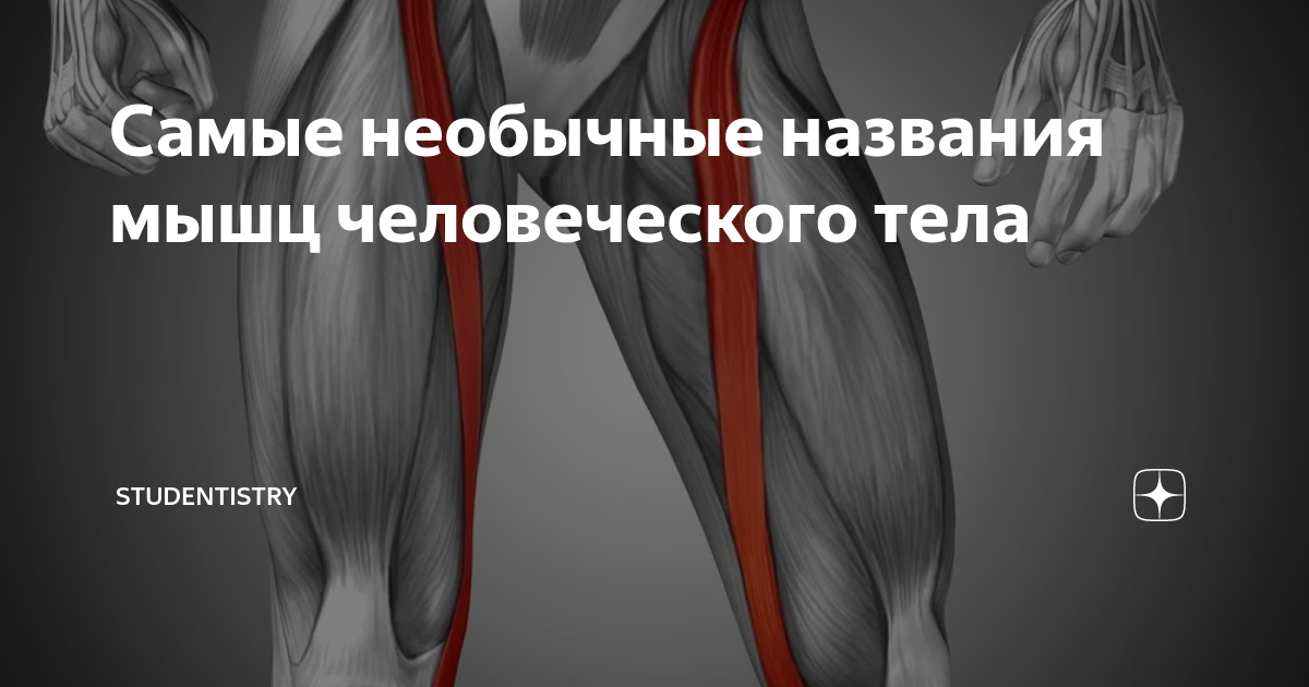 Самые необычные названия мышц человеческого тела | StuDentistry | Дзен