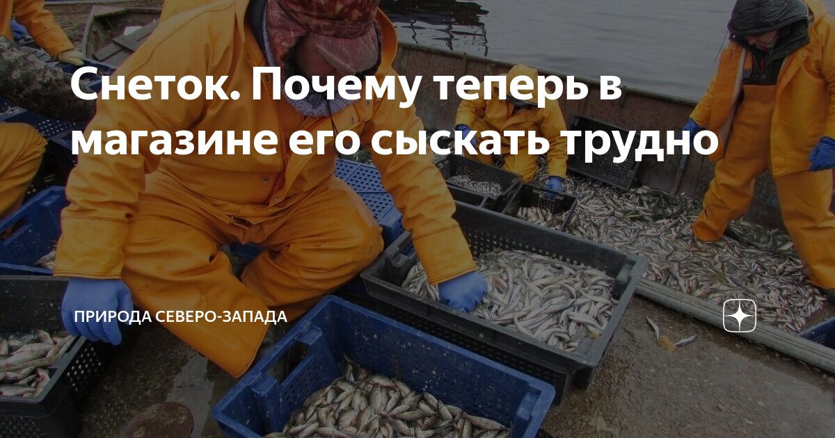 Снеток. Почему теперь в магазине его сыскать трудно | Природа и не ...