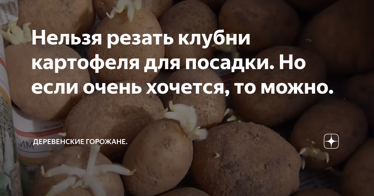 Какую картошку нельзя есть Shtampik.com