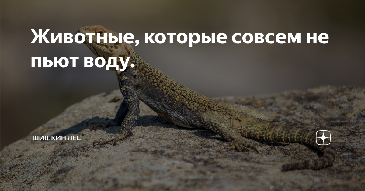 Животное пьет воду. Животное в воде. Почему животные могут пить грязную воду а человек нет. Котик пьет из стакана. Какое животное не пьет воду.