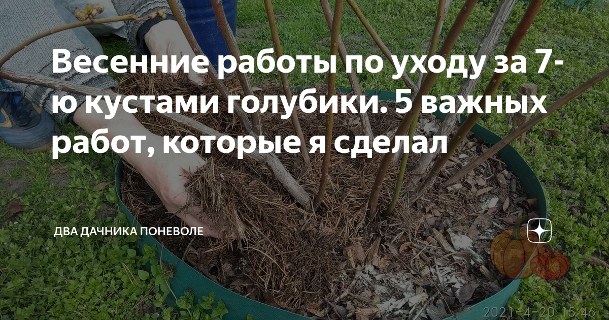 Весенние работы по уходу за 7-ю кустами голубики. 5 важных работ ...
