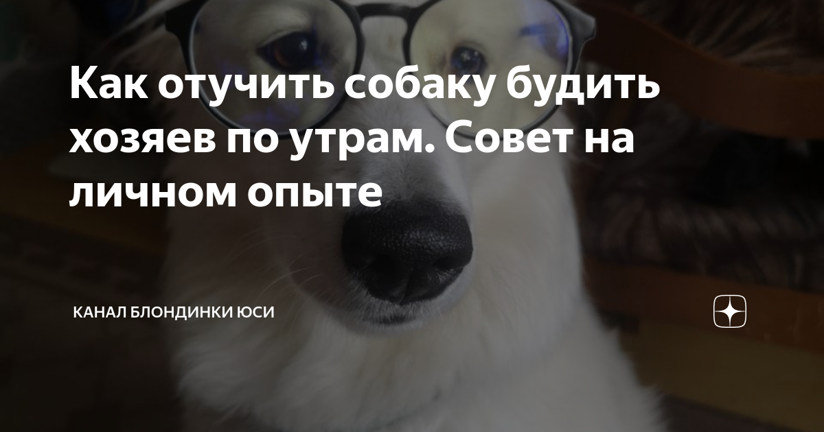 Как будят собаки хозяев. Как отучить собаку чаевничать Мем. Собака проснулась. Маша будит собаку.