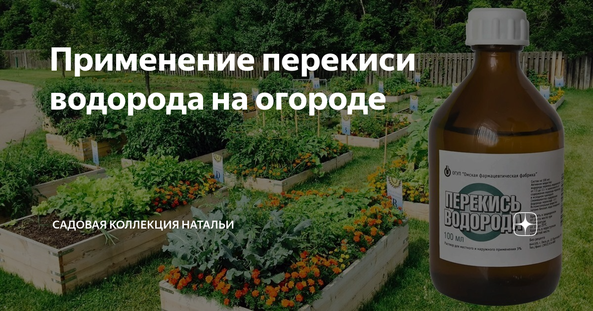 Пероксид водорода и картофель. Перекись для сада и огорода. Перекись водорода на огороде. Перекись водорода для садовых цветов. Полезных применений перекиси водорода в огороде и саду!.