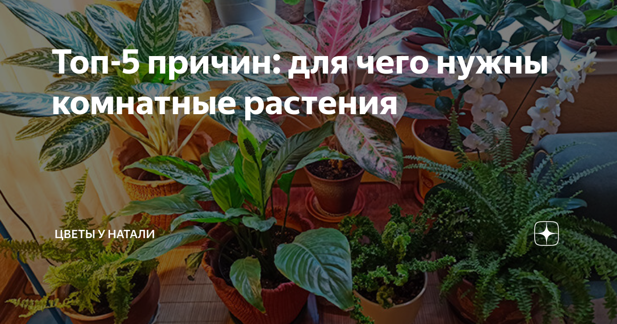 Самые полезные комнатные растения