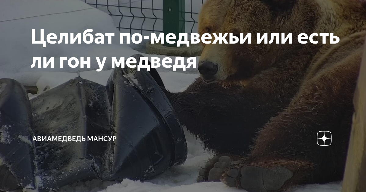 Целибат по-медвежьи или есть ли гон у медведя | Авиамедведь Мансур | Дзен