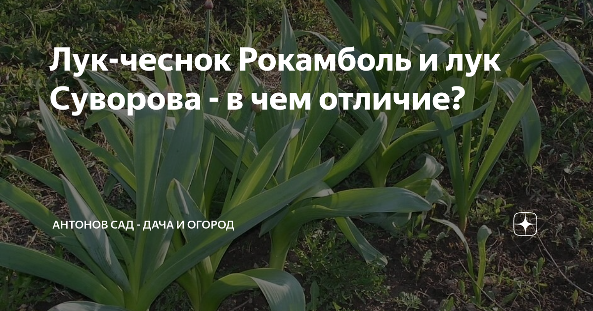Отличия между рокамболем и луком Суворова: Сравнительные фотографии Эко-фокус Фо
