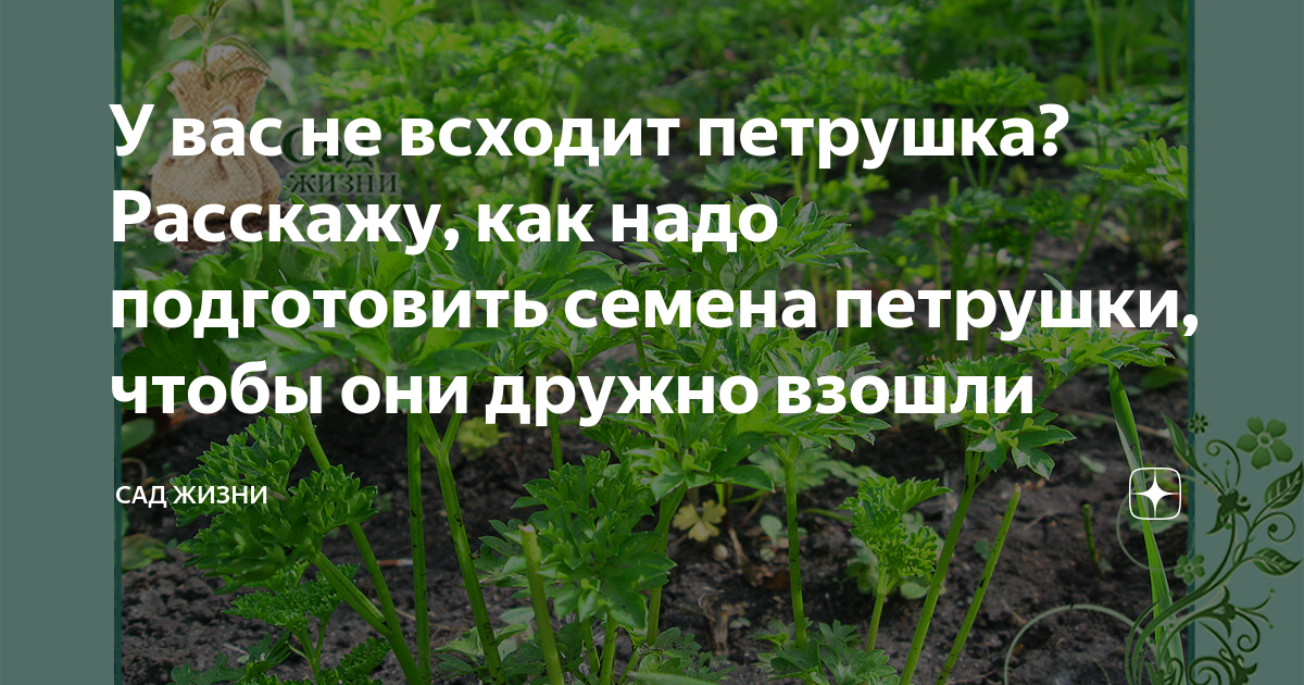 Петрушка может стать токсичной: когда можно и нельзя ее употреблять в пищу