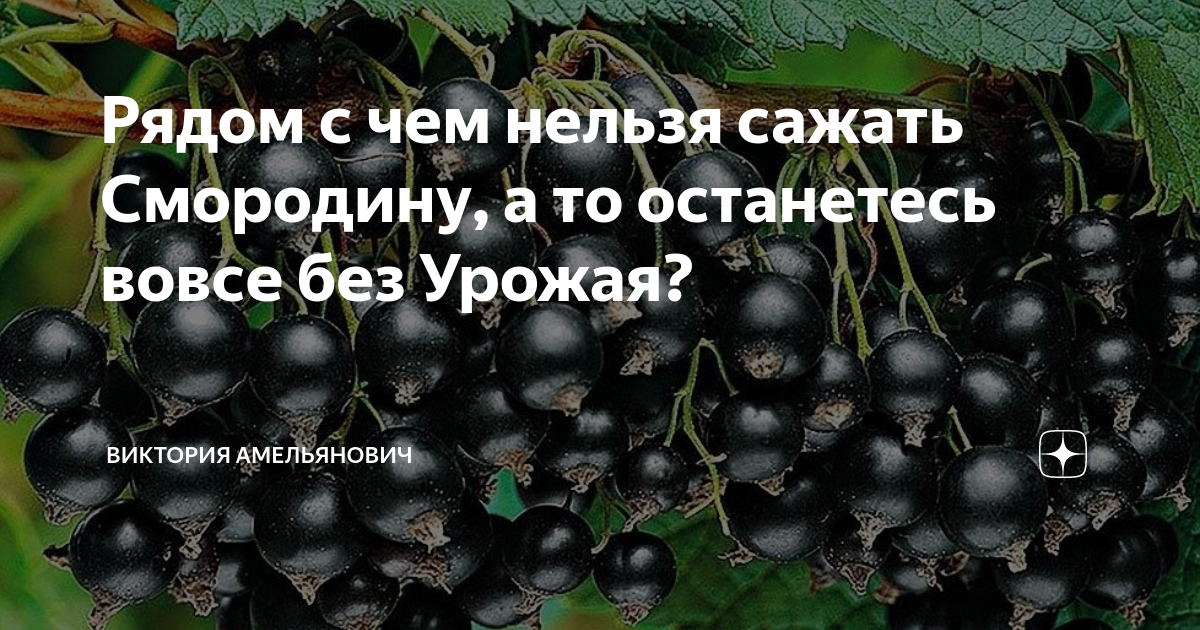 Когда можно поливать смородину кипятком. С чем нельзя садить черную смородину.