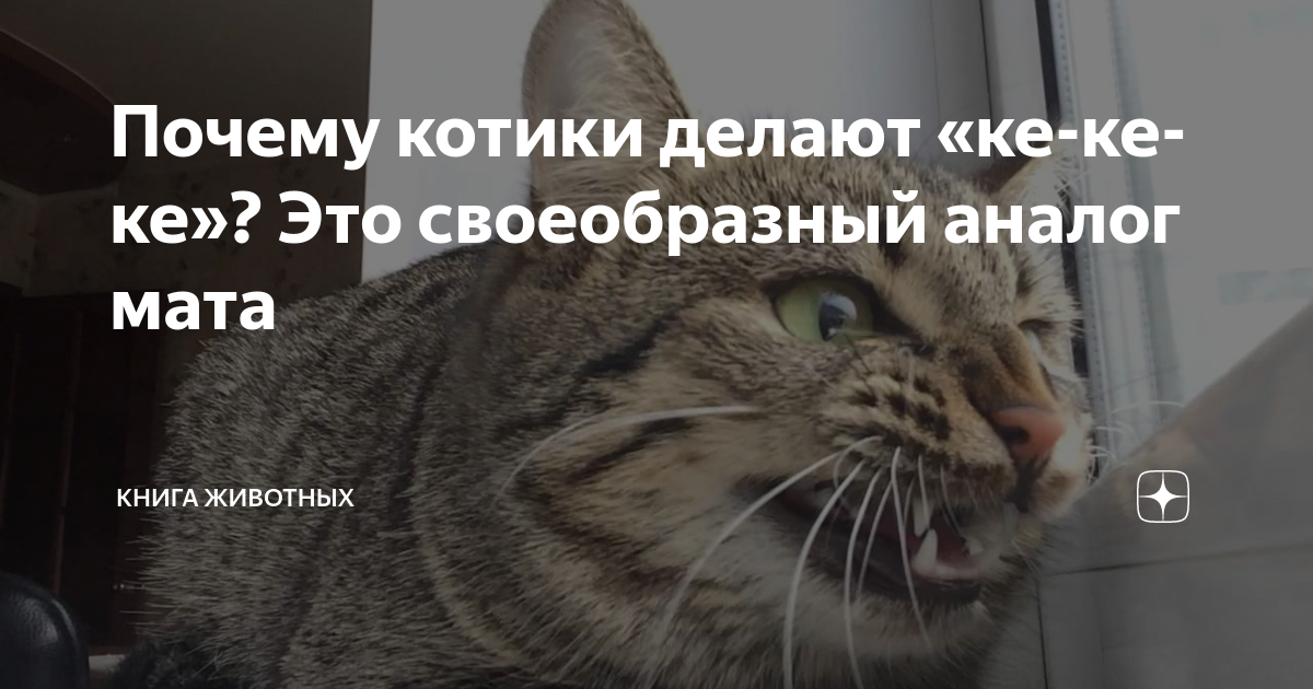 Почему кошка издает звук. Кот проводит экспертизу Мем. Котик проводят интервью.