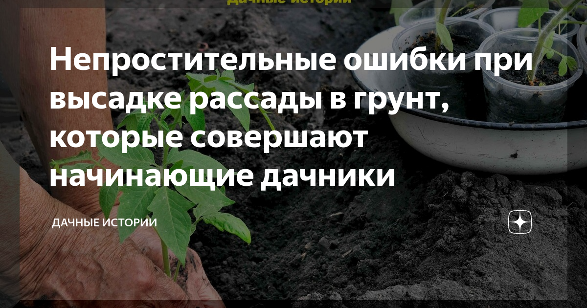 Непростительные ошибки при высадке рассады в грунт, которые совершают ...