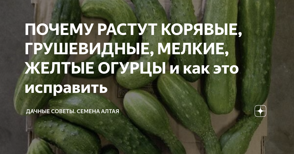 Огурцы неправильной грушевидной формы почему. Дачные советы семена Алтая. Огурцы грушевидной формы. Кривые огурцы причина. Почему растут желтые огурцы.