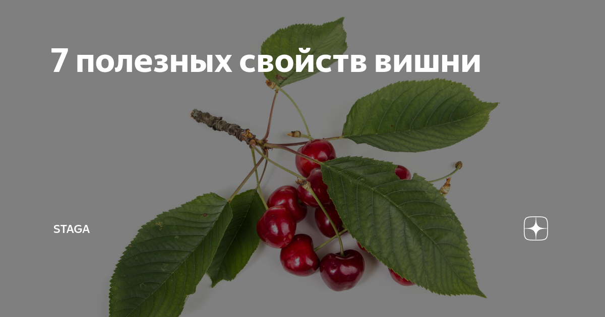 Свойства вишни. Вишня полезные свойства. Корень вишни. Вишня признаки биология 7 класс.