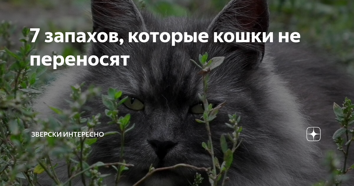 Запах мяты и лаванды