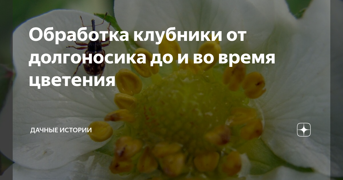 Чем обработать клубнику от долгоносика во время цветения.