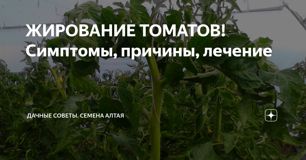 Жирование томатов что делать. Жирование рассады томатов. Признаки жирования томатов. Признаки что помидоры жируют. Жирование помидоров в теплице
