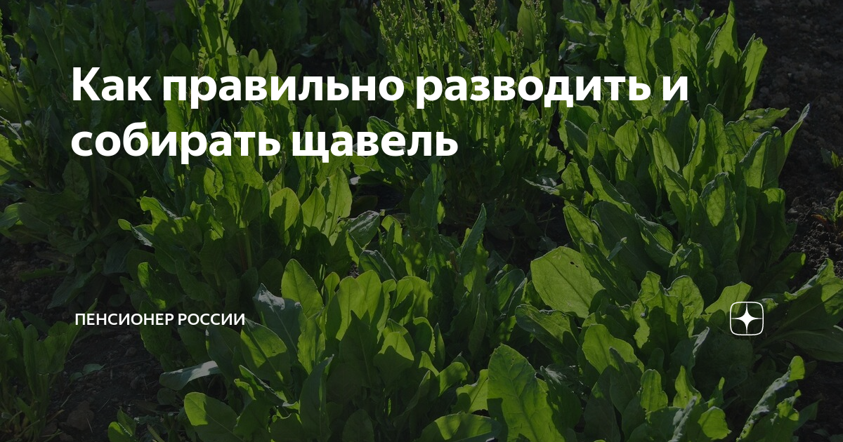 собирая щавель ребята