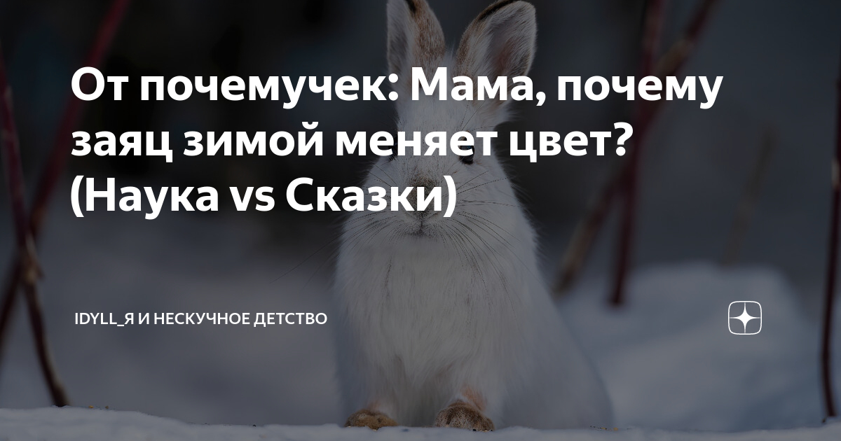 кролик учитель. заяц наука. банни рэббит. заяц наука. чернохвостый калифорнийский заяц.