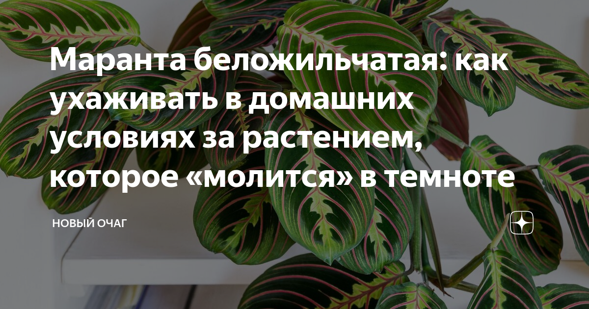 Маранта беложильчатая: как ухаживать в домашних условиях за растением ...