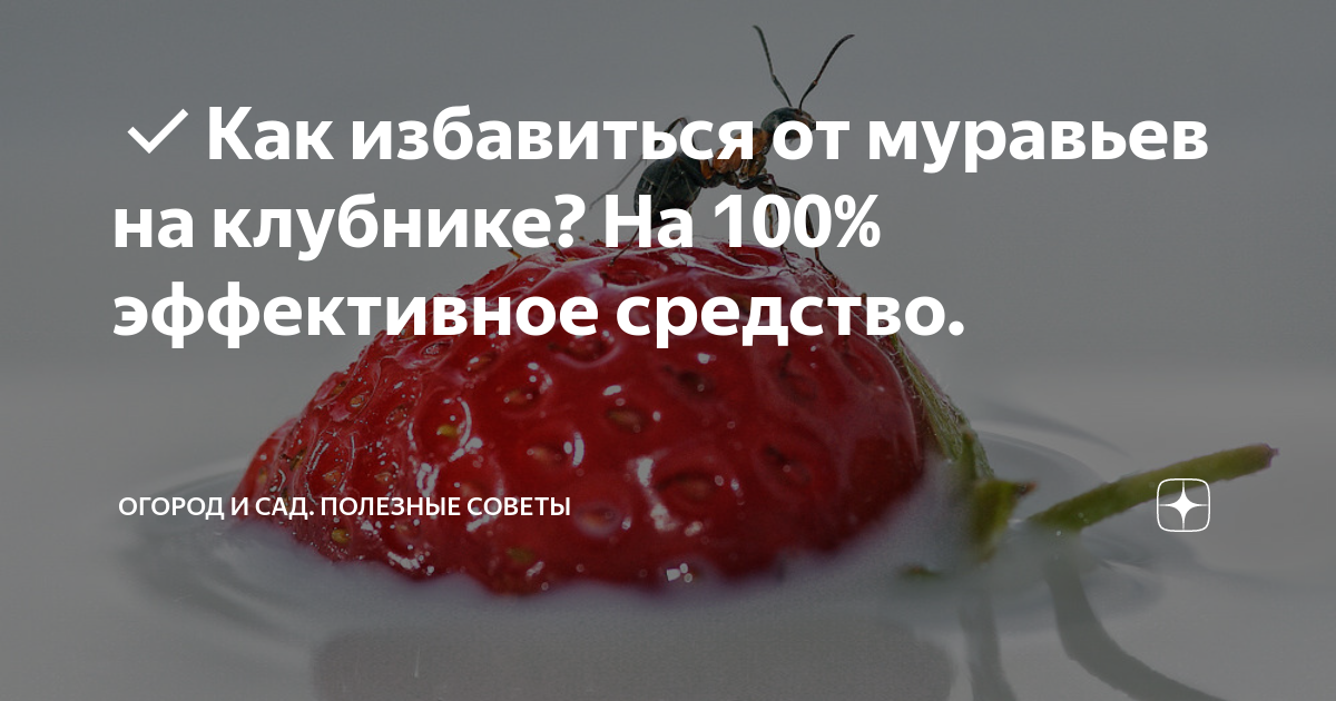 Как избавиться от муравьев на клубнике? На 100% эффективное средство ...