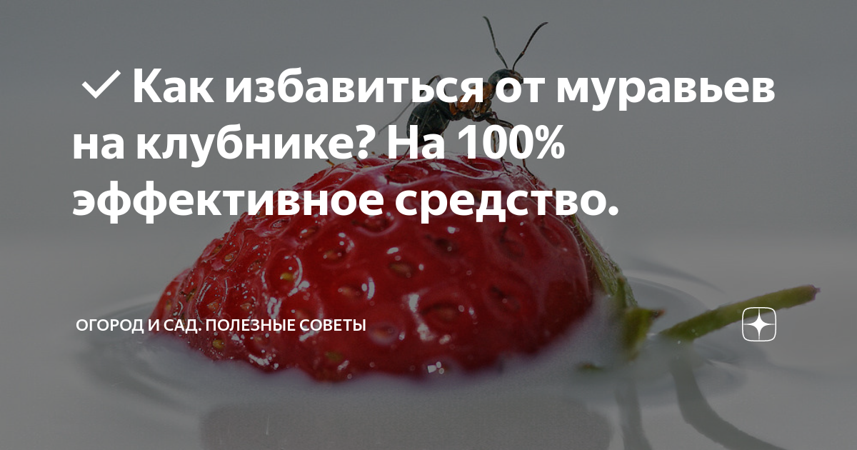 Муравьи на клубнике: как бороться, сроки обработки