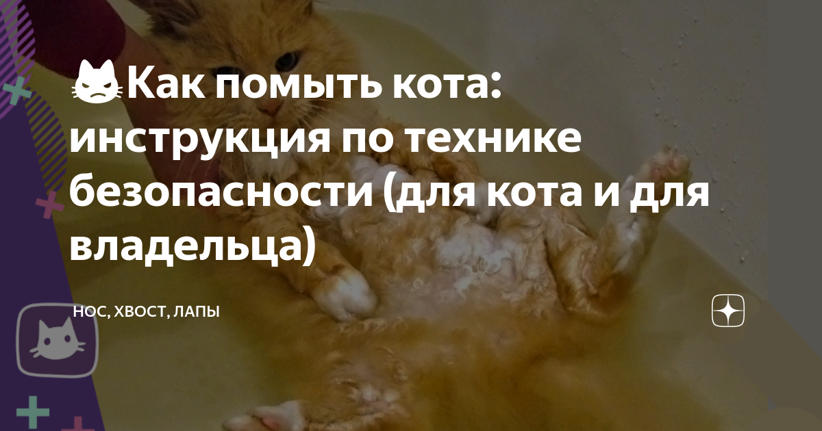 Как помыть кота в унитазе