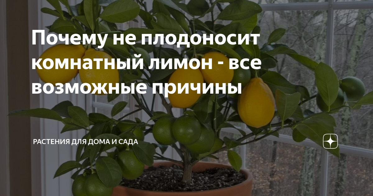 Почему не цветет лимон в домашних условиях и как заставить его цвести