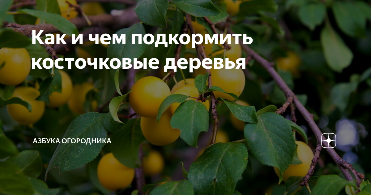 Чем подкормить косточковые деревья весной